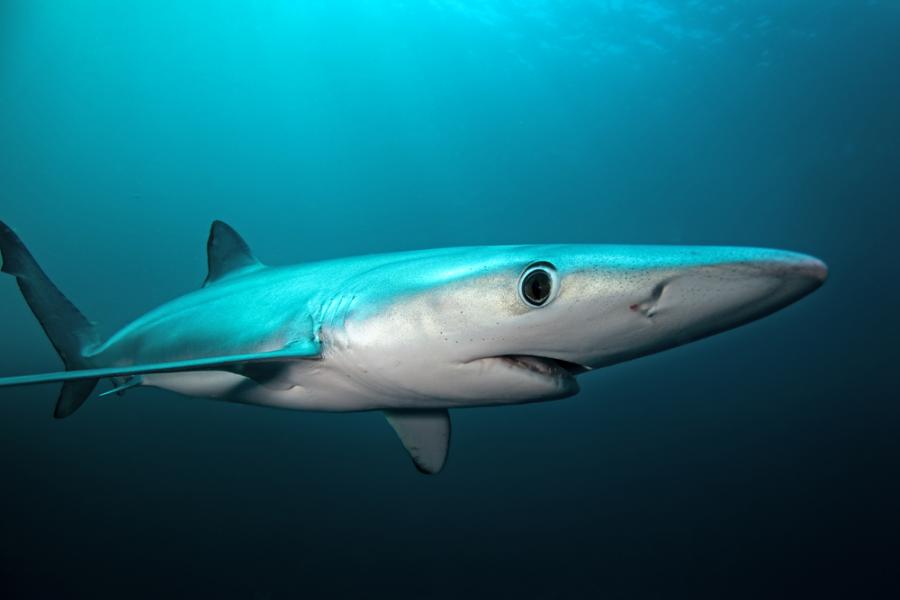 Колко кръвожадни са кръвожадните акули?