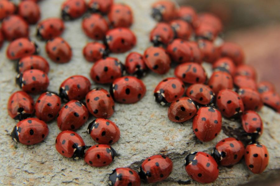 1000 калинки – притча за изплъзващия се между пръстите живот