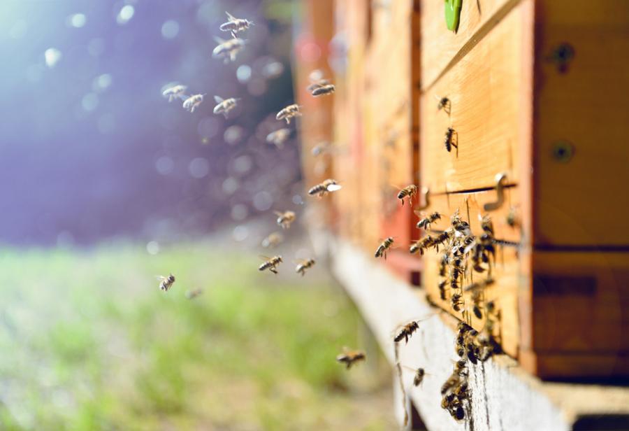 Пчелите следват линейни наземни ориентири, за да намерят пътя към кошера си