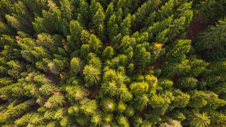 Климатичните промени излагат на риск нашите гори