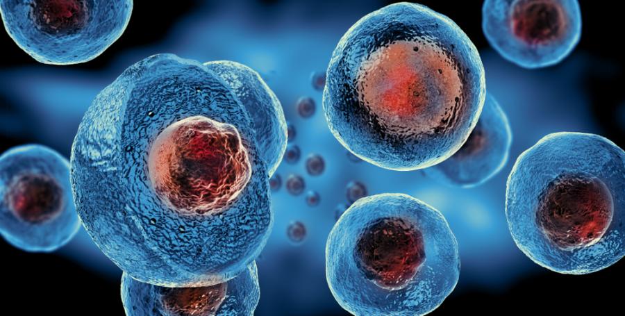 Какво представляват стволовите клетки