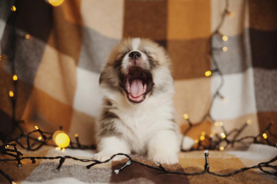 Обича ли ви кучето? Ще познаете по прозявката