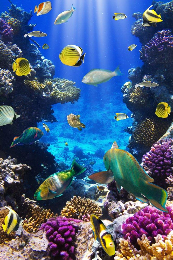 Морските корали могат да ускорят заздравяването на фрактурите