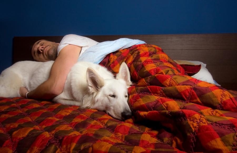 Какво говори позата на сън за домашния любимец за вашите взаимоотношения