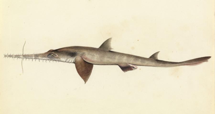 Откриха два нови вида акули в Индийския океан