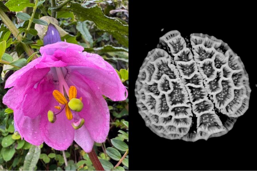 Изследователи дигитализираха цветен прашец от 18 000 растителни вида