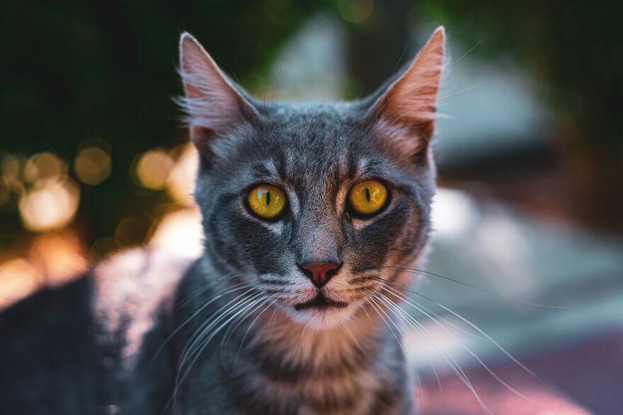 15 снимки, улавящи красотата на уличните котки на Лимасол, Кипър 