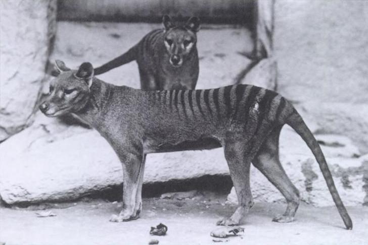 Последните известни кадри на тасманийски вълк са вече обществено достояние