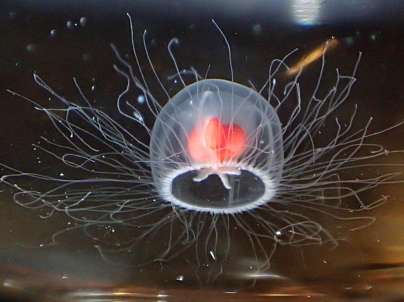 „Безсмъртната медуза“ може да обърне хода на стареенето и вероятно да живее вечно