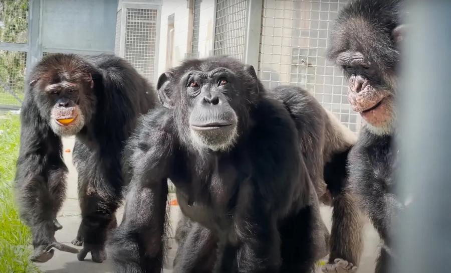 Спасено шимпанзе вижда небето за първи път от 29 години (видео)