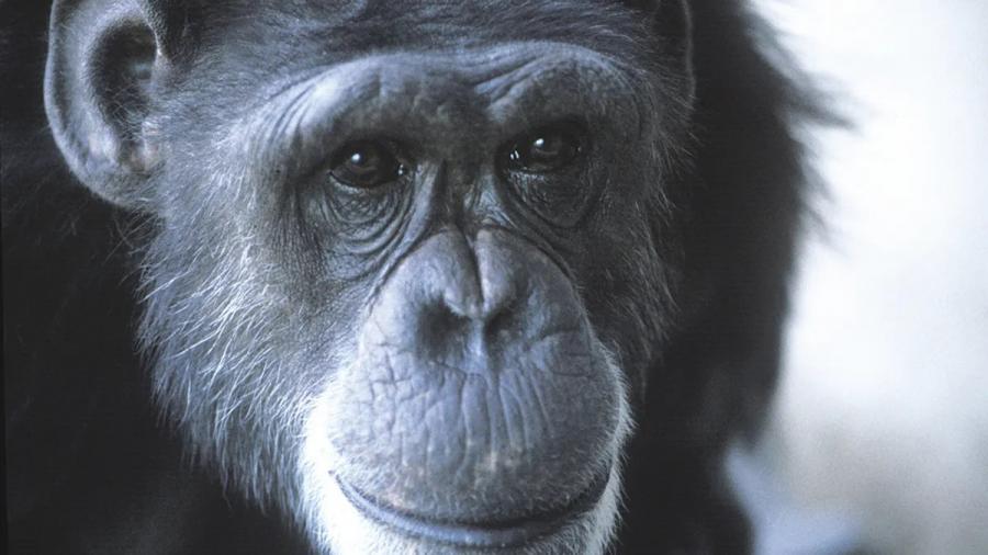 Шимпанзето Уашо – първото животно, което научава човешки език