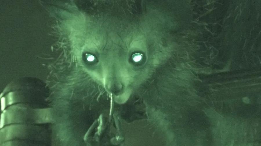 Поведението на ай-ай, чоплещ носа си, предизвика научен интерес