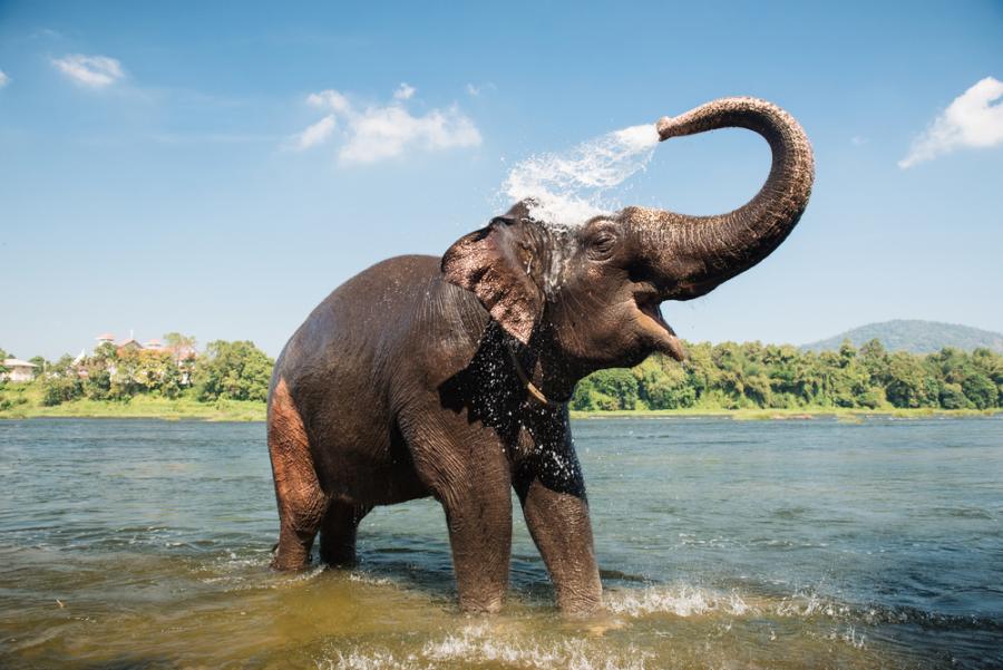 Геномът на слоновете разкрива изненади