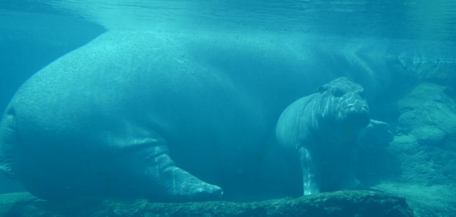 Ето какво прави едно бебе хипопотам под водата 
