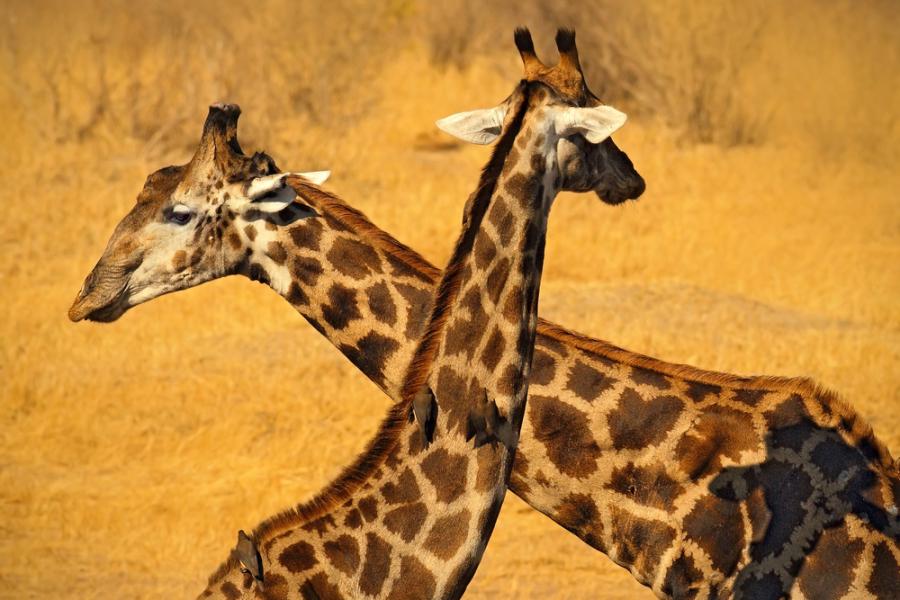 Знаете ли, че: Мъжките жирафи са „бисексуални“