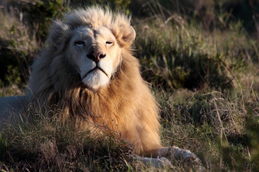 10 любопитни факта за лъва