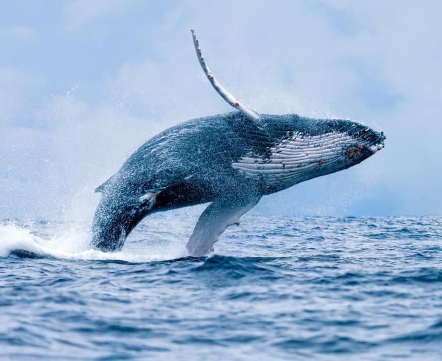 Невероятно видео показва как гърбатият кит си набавя храна