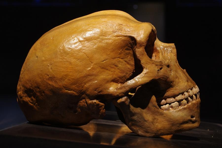 Канибали ли са били неандерталците?