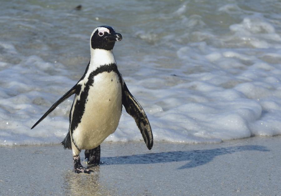 Пингвин преплува по 8000 км всяка година, за да види човека, който е спасил живота му