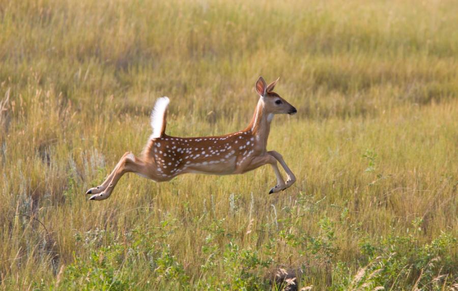  Когато видим две кучета да преследват сърна, не можем да си представим, че ще последва това...