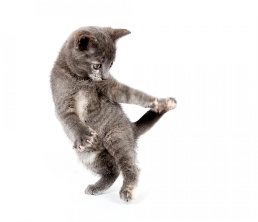 Котешкият късмет