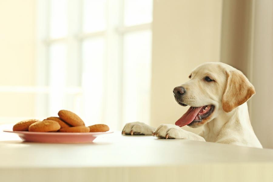 5 факта за кучетата и храната, които трябва да знаете