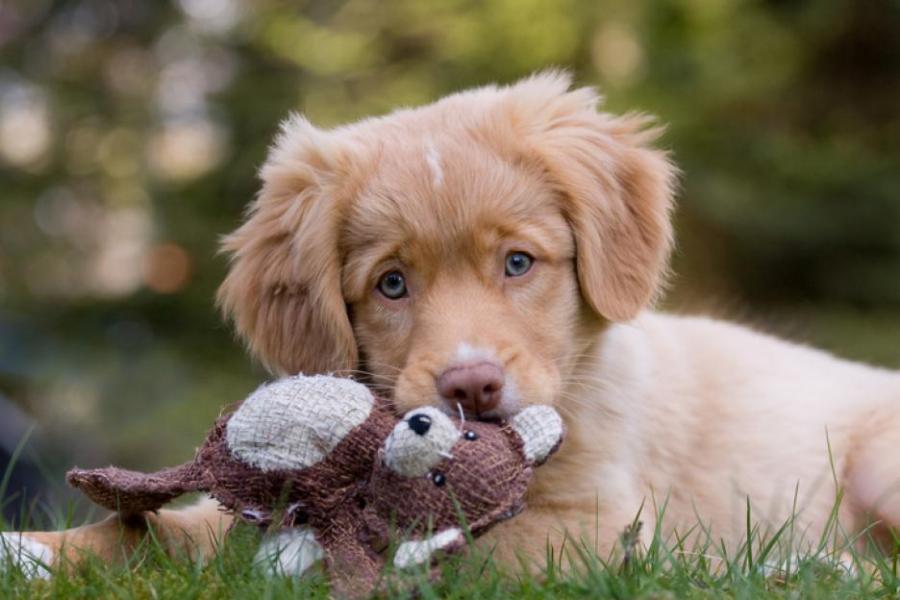 Кучетата ни манипулират с поглед, за да ги обичаме