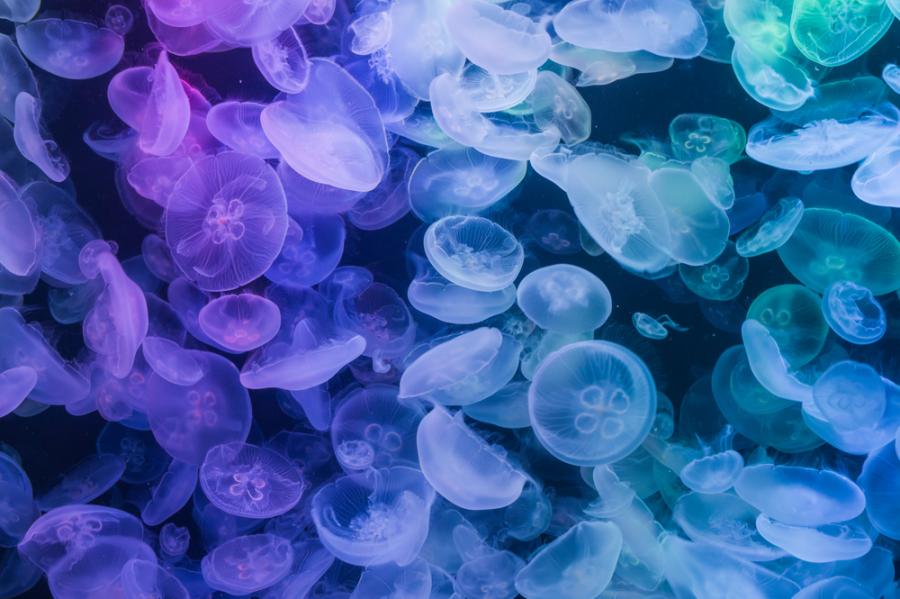 Невероятно видео от Езерото на медузите в Палау