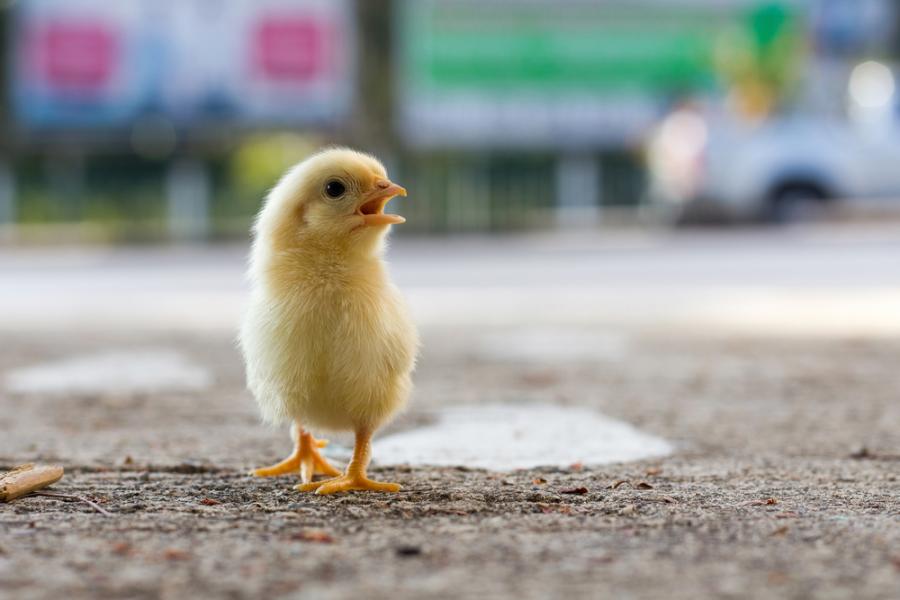 Защо пилето пресича пътя?