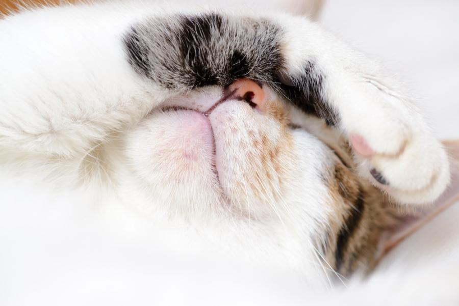 Котки, които, подобно на нас, ненавиждат сутрините