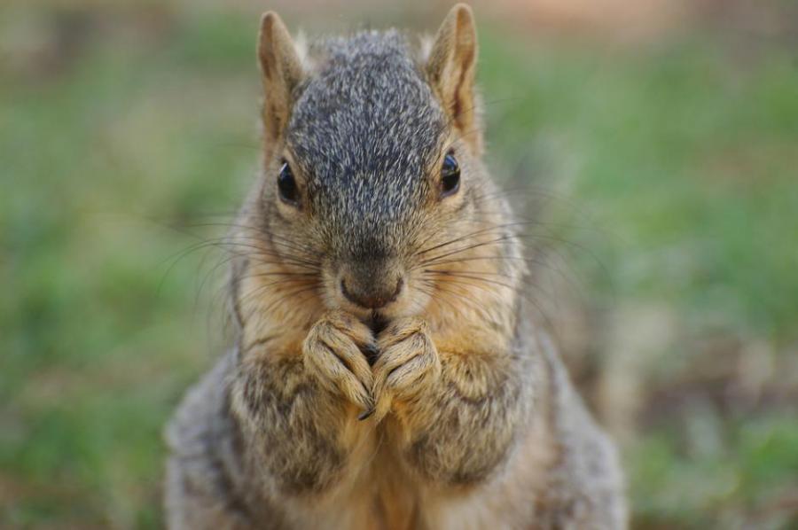 Неочаквано сходство между хората и животните