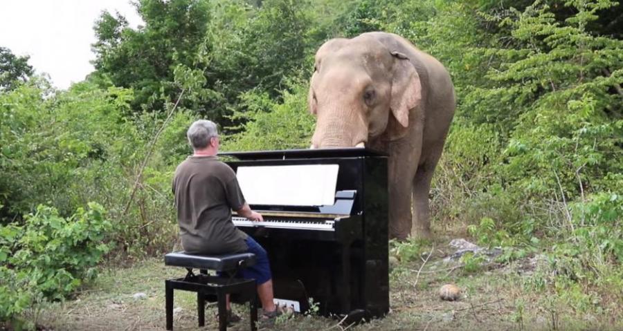Тези видеа на слонове, които се наслаждават на класическата музика, ще оправят деня ви