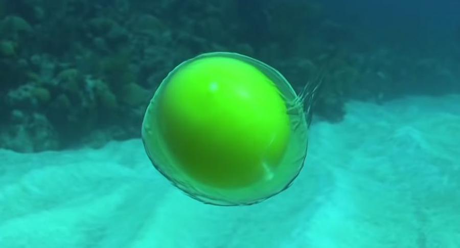 Вижте какво се случва, когато счупим яйце на 18 метра под водата