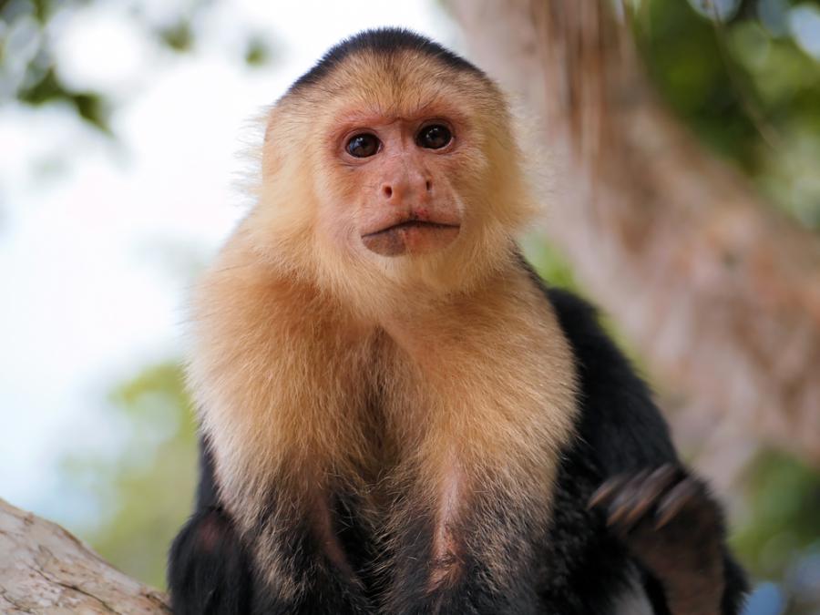 Маймуни в Бразилия са навлезли в каменната ера преди 700 години