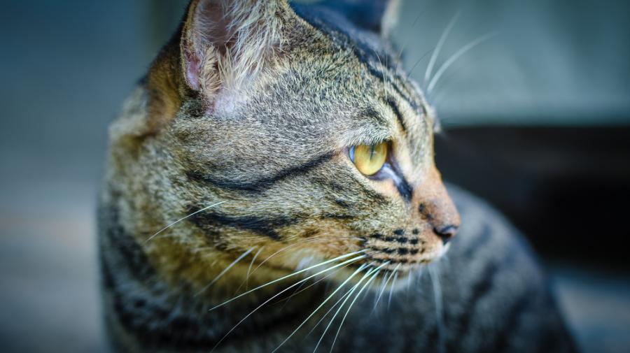 Защо котките акат на леглото и други странни поведения на домашния ви любимец