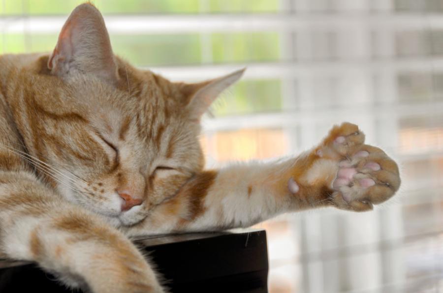 5 удивителни факта за полидактилните котки