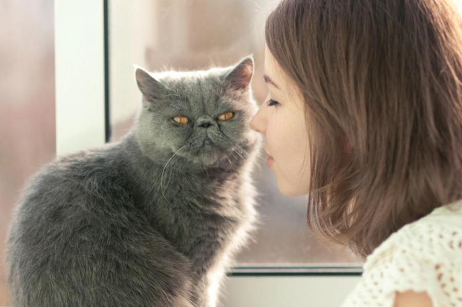 Учени обясниха как котките удължават живота ни