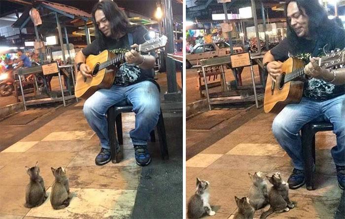 4 влюбени в музиката котета слушат в захлас този уличен музикант