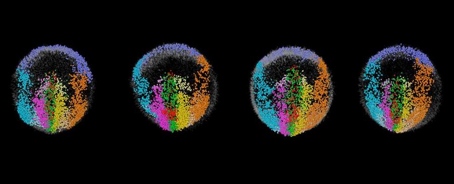 Вижте как ембрионите на мишка растат в реално време – клетка по клетка