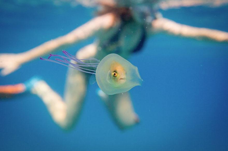 Тази риба, пленена във вътрешността на медуза, вероятно има по-лош ден от вашия