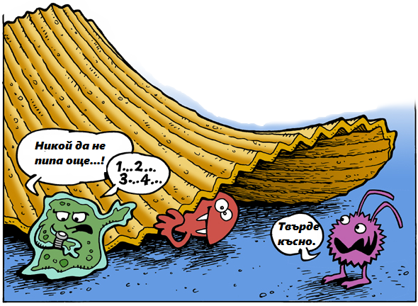 Какво всъщност се случва с храната, когато падне на пода