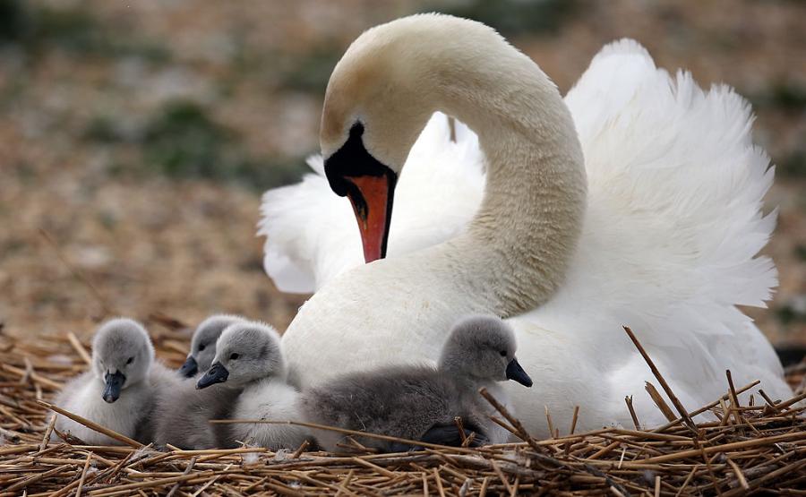 30 от най-сладките родителски моменти в царството на животните