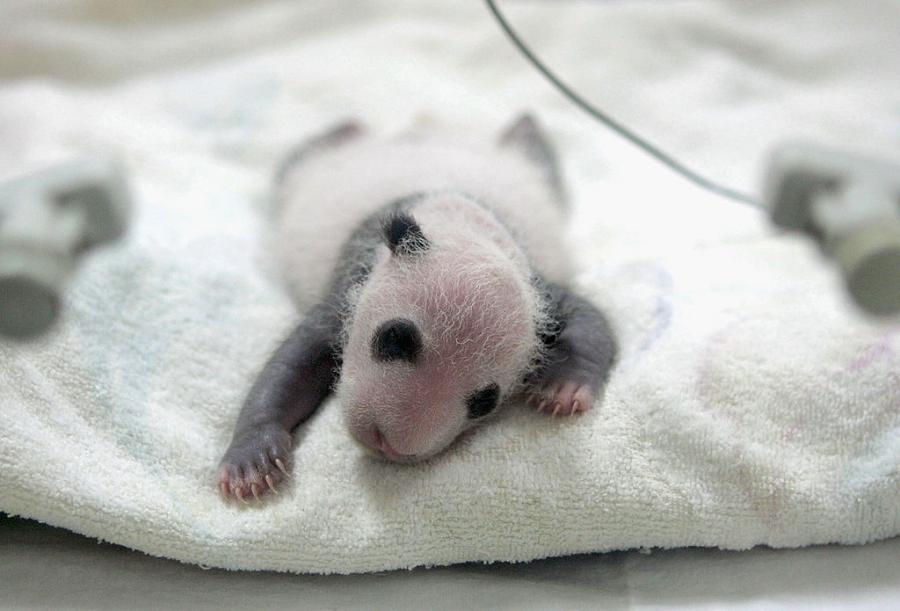 15 сладки снимки на бебета панди