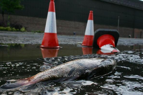 Там, където риби валят от небето