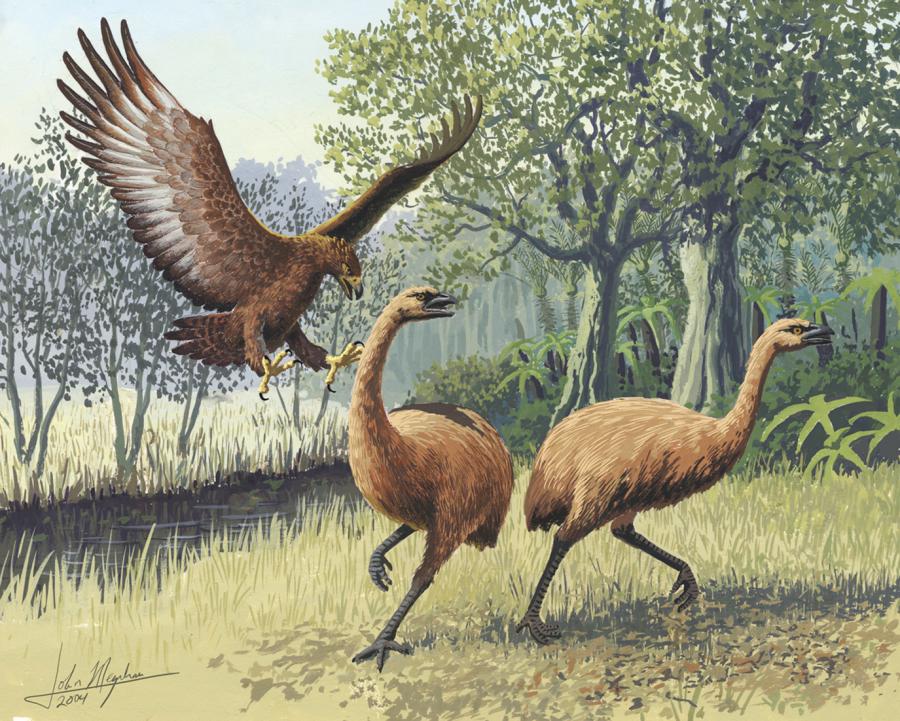 Птицата човекоядец в Нова Зеландия е съществувала