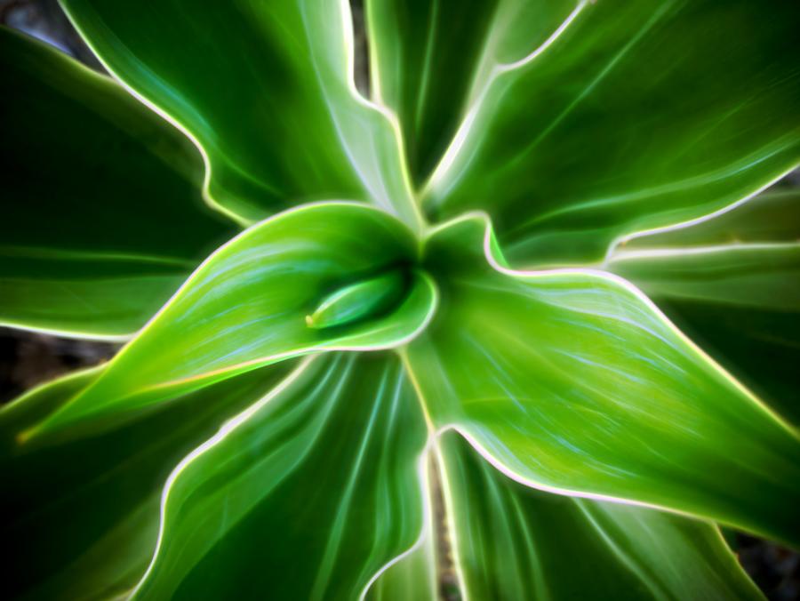 Генно модифицирано растение се превръща в осветително тяло