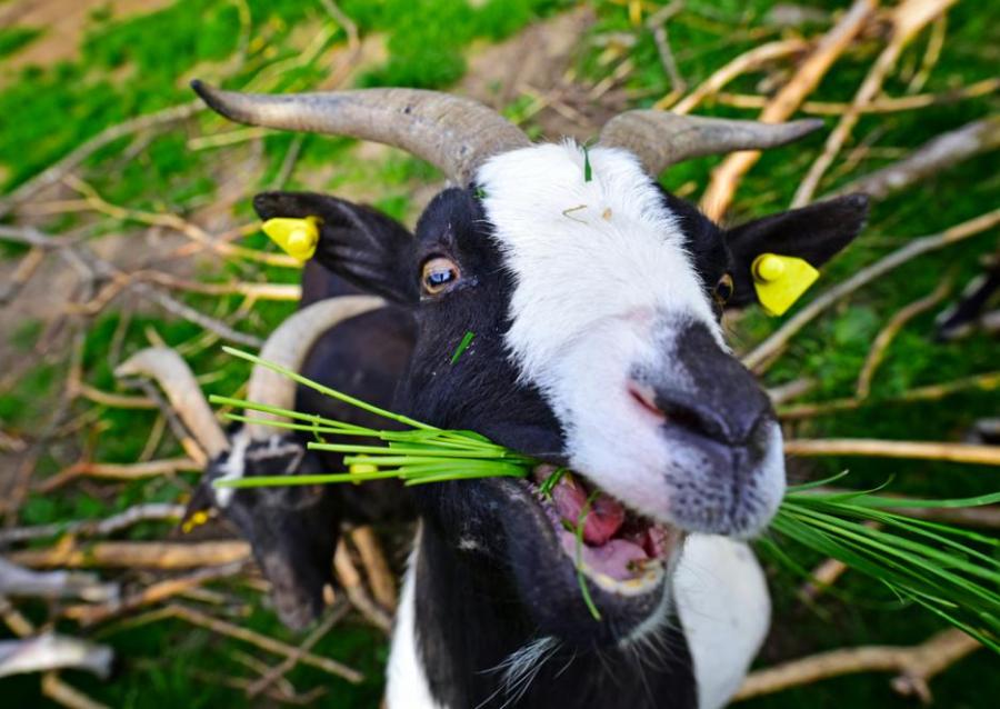 Виж кой се смее