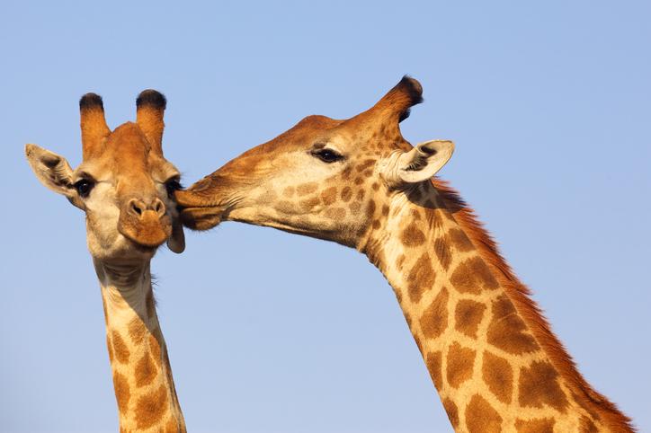 25 сладки снимки на целуващи се животни