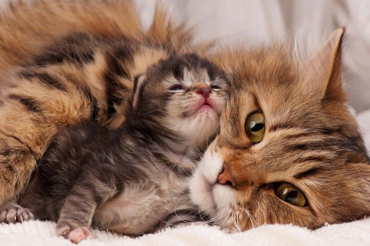 20 горди котки-майки с техните котенца