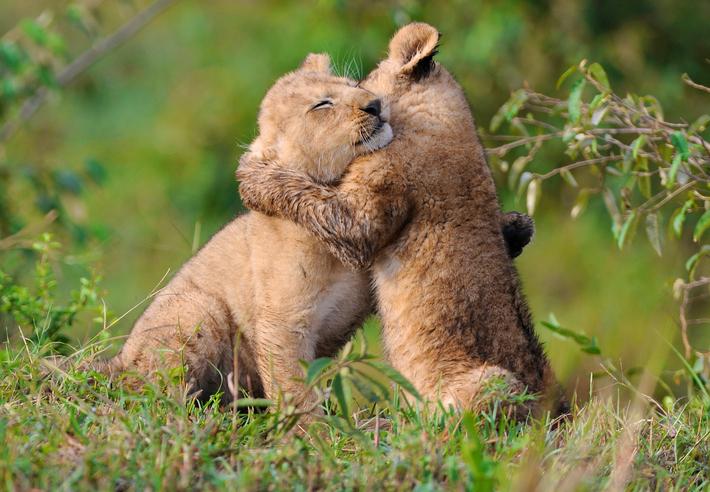 5 урока за успеха, които можем да научим от живата природа